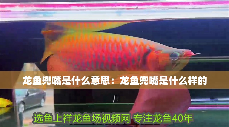 龍魚兜嘴是什么意思：龍魚兜嘴是什么樣的 龍魚兜嘴是什么意思：龍魚兜嘴是什么樣的 水族問答