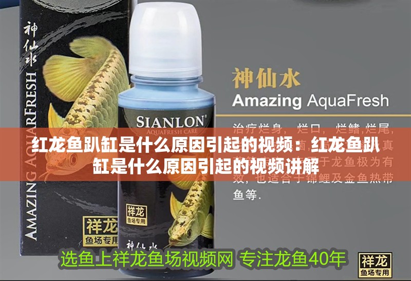 紅龍魚趴缸是什么原因引起的視頻：紅龍魚趴缸是什么原因引起的視頻講解