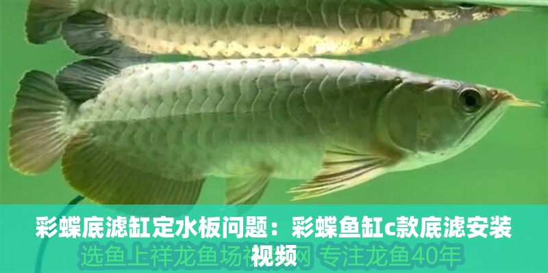 彩蝶底濾缸定水板問(wèn)題：彩蝶魚(yú)缸c款底濾安裝視頻