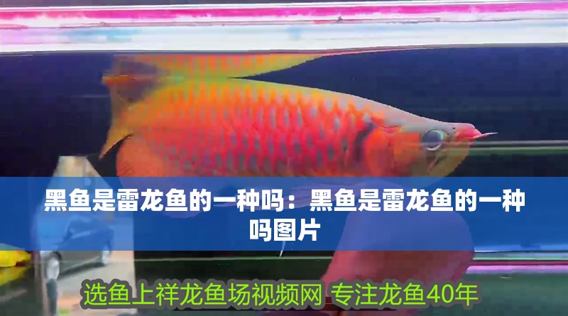 黑魚是雷龍魚的一種嗎：黑魚是雷龍魚的一種嗎圖片