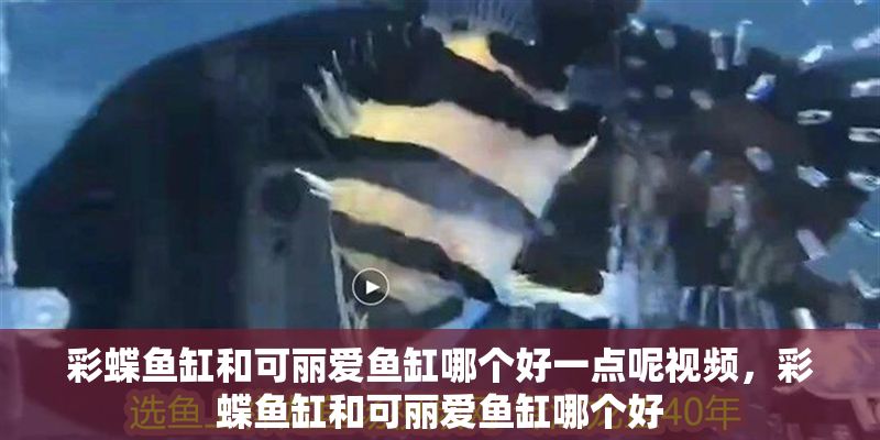 彩蝶魚缸和可麗愛魚缸哪個好一點呢視頻，彩蝶魚缸和可麗愛魚缸哪個好 彩蝶魚缸和可麗愛魚缸哪個好一點呢視頻，彩蝶魚缸和可麗愛魚缸哪個好 魚缸百科 第2張