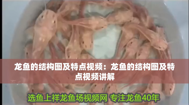龍魚的結構圖及特點視頻：龍魚的結構圖及特點視頻講解
