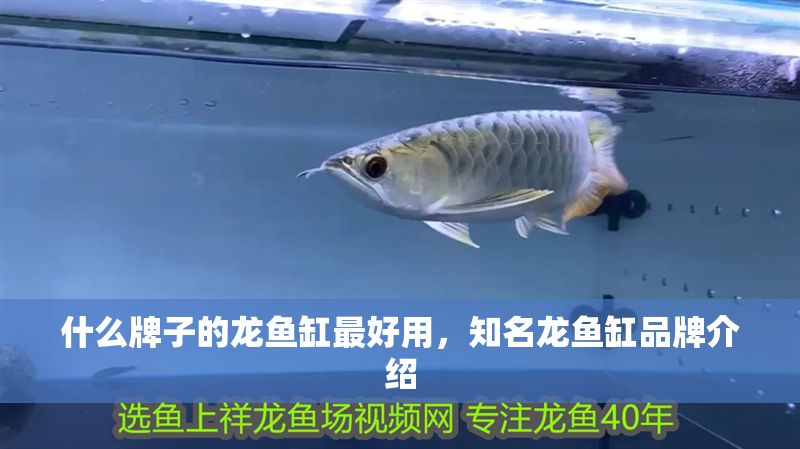 什么牌子的龍魚缸最好用，知名龍魚缸品牌介紹 什么牌子的龍魚缸最好用，知名龍魚缸品牌介紹 魚缸百科 第2張
