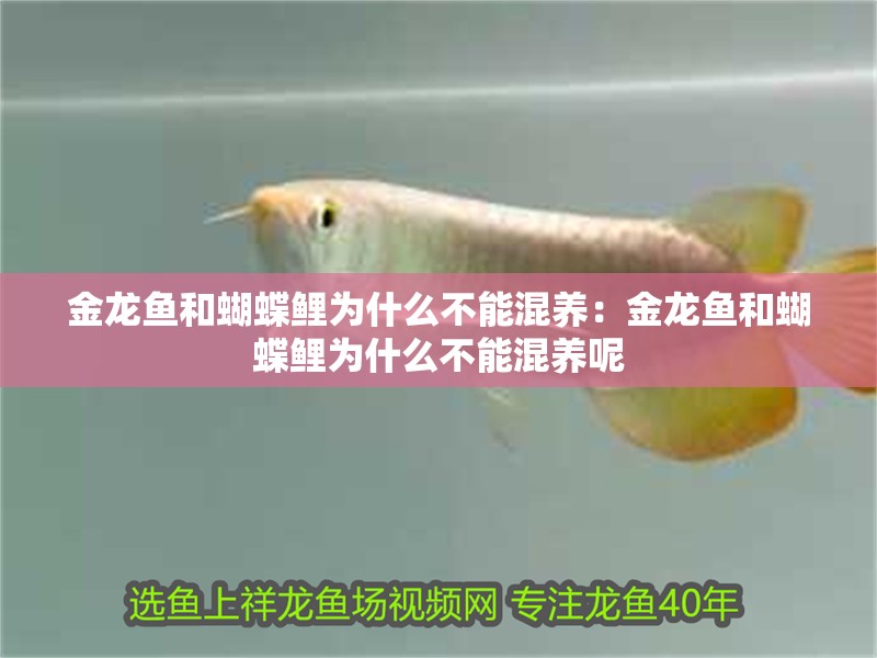 金龍魚和蝴蝶鯉為什么不能混養：金龍魚和蝴蝶鯉為什么不能混養呢