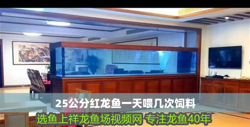 25公分紅龍魚一天喂幾次飼料