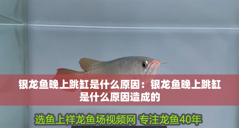銀龍魚晚上跳缸是什么原因：銀龍魚晚上跳缸是什么原因造成的