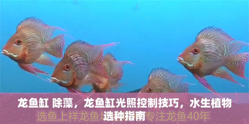 龍魚缸 除藻，龍魚缸光照控制技巧，水生植物選種指南