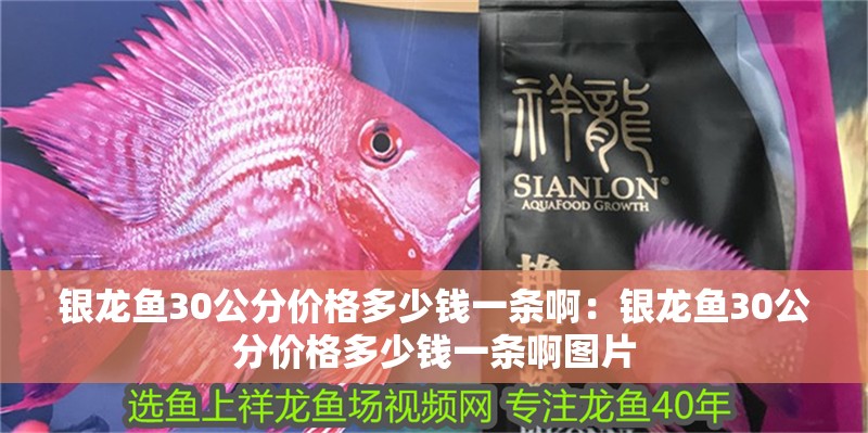 銀龍魚30公分價格多少錢一條啊：銀龍魚30公分價格多少錢一條啊圖片