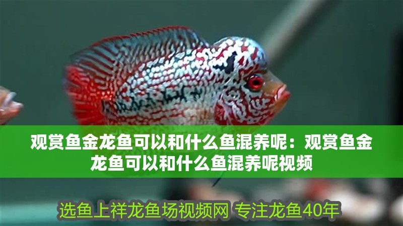 觀賞魚金龍魚可以和什么魚混養(yǎng)呢：觀賞魚金龍魚可以和什么魚混養(yǎng)呢視頻