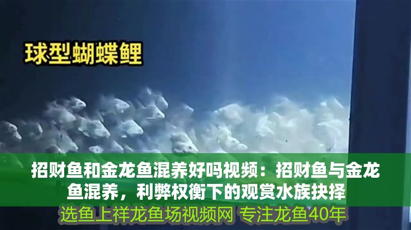 招財魚和金龍魚混養好嗎視頻：招財魚與金龍魚混養，利弊權衡下的觀賞水族抉擇