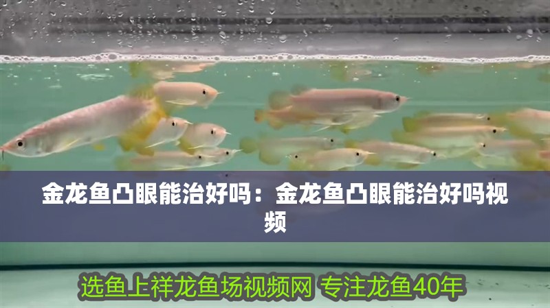 金龍魚凸眼能治好嗎：金龍魚凸眼能治好嗎視頻