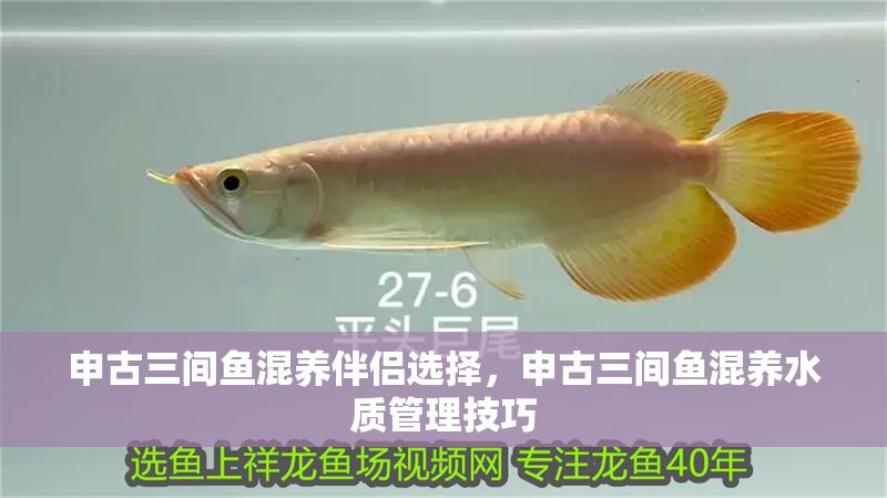 申古三間魚混養伴侶選擇，申古三間魚混養水質管理技巧
