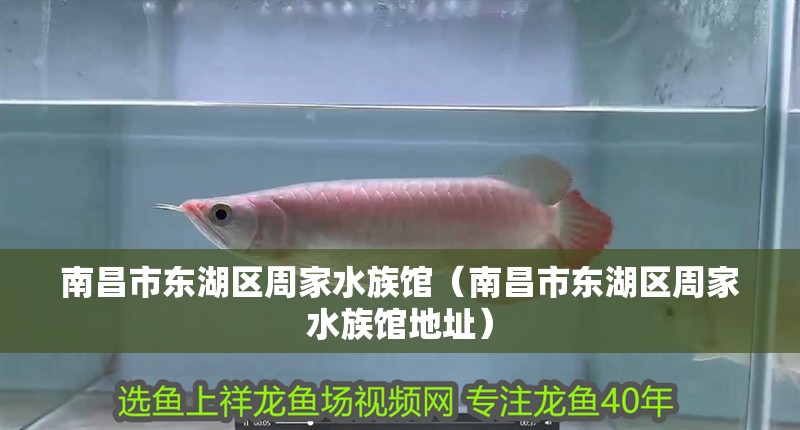 南昌市東湖區周家水族館（南昌市東湖區周家水族館地址）
