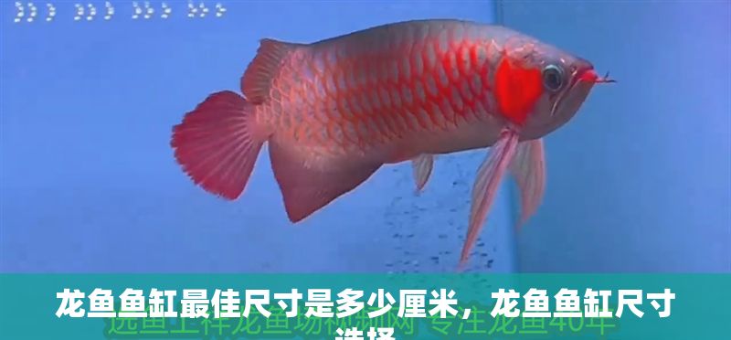 龍魚魚缸最佳尺寸是多少厘米，龍魚魚缸尺寸選擇