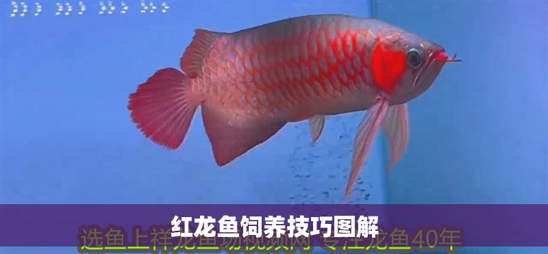 紅龍魚飼養技巧圖解