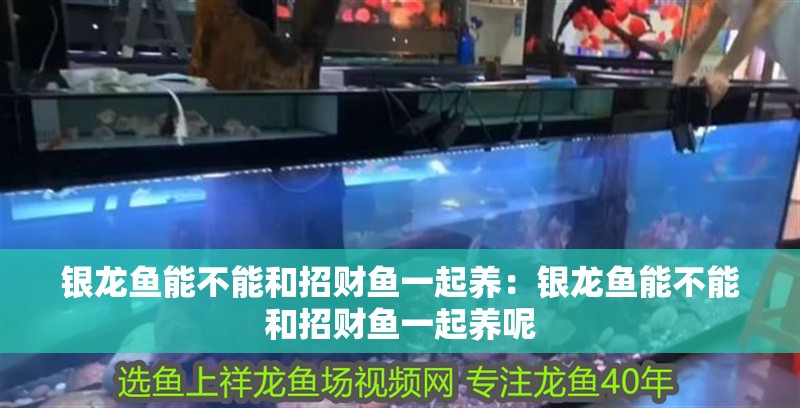 銀龍魚的生長速度快嗎(銀龍魚生長期)