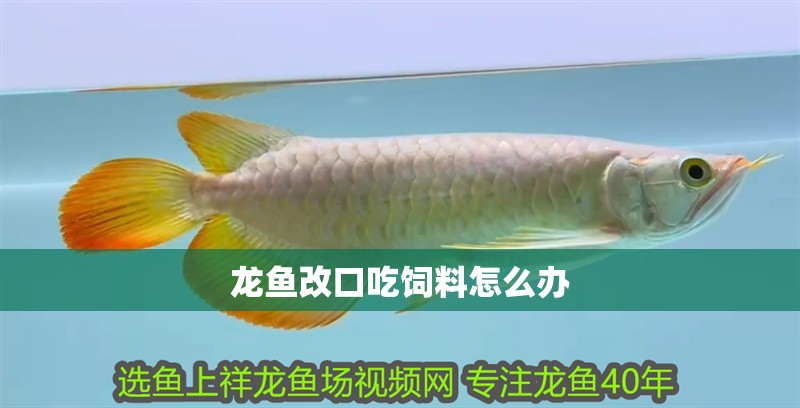 龍魚改口吃飼料怎么辦