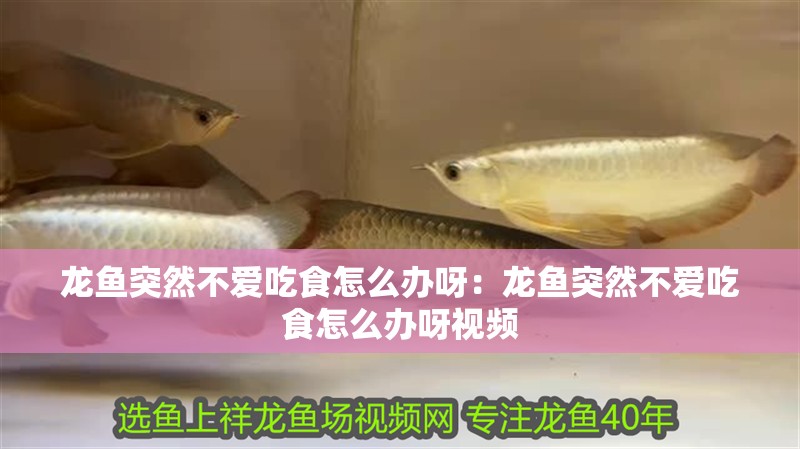 龍魚突然不愛吃食怎么辦呀：龍魚突然不愛吃食怎么辦呀視頻