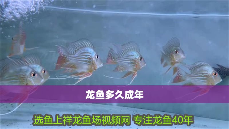 龍魚多久成年