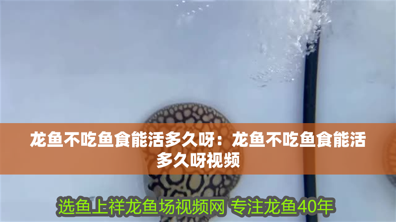 龍魚不吃魚食能活多久呀：龍魚不吃魚食能活多久呀視頻