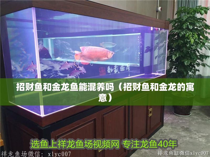 招財魚和金龍魚能混養嗎（招財魚和金龍的寓意）