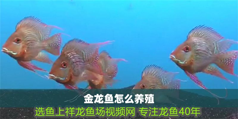 金龍魚怎么養殖
