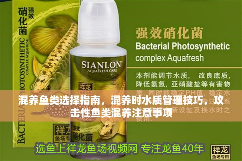 混養魚類選擇指南，混養時水質管理技巧，攻擊性魚類混養注意事項 混養魚類選擇指南，混養時水質管理技巧，攻擊性魚類混養注意事項 虎魚百科 第1張