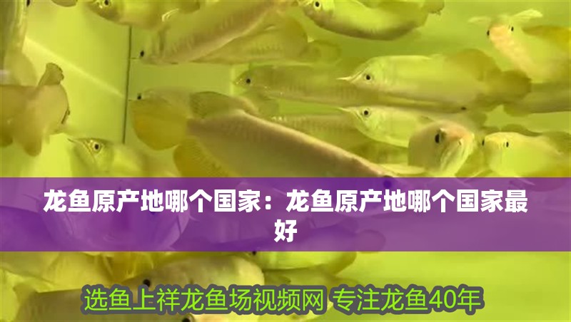 龍魚原產地哪個國家：龍魚原產地哪個國家最好