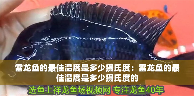 雷龍魚的最佳溫度是多少攝氏度:雷龍魚的最佳溫度是多少攝氏度的