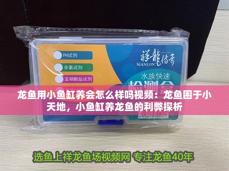 龍魚用小魚缸養會怎么樣嗎視頻：龍魚困于小天地，小魚缸養龍魚的利弊探析