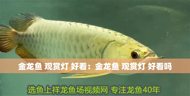 金龍魚 觀賞燈 好看：金龍魚 觀賞燈 好看嗎 金龍魚 觀賞燈 好看：金龍魚 觀賞燈 好看嗎 水族問答