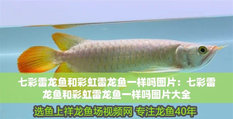 七彩雷龍魚和彩虹雷龍魚一樣嗎圖片：七彩雷龍魚和彩虹雷龍魚一樣嗎圖片大全 七彩雷龍魚和彩虹雷龍魚一樣嗎圖片：七彩雷龍魚和彩虹雷龍魚一樣嗎圖片大全 水族問答