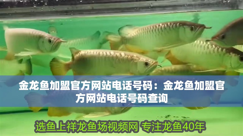 金龍魚加盟官方網站電話號碼：金龍魚加盟官方網站電話號碼查詢