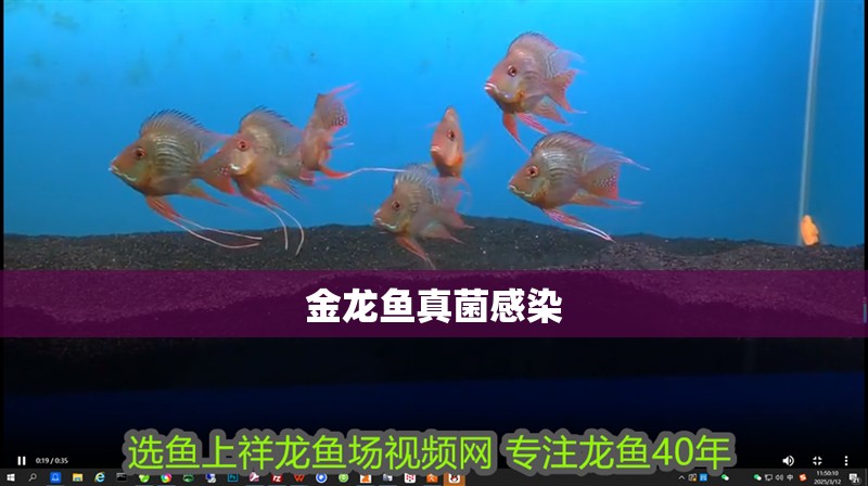 金龍魚真菌感染