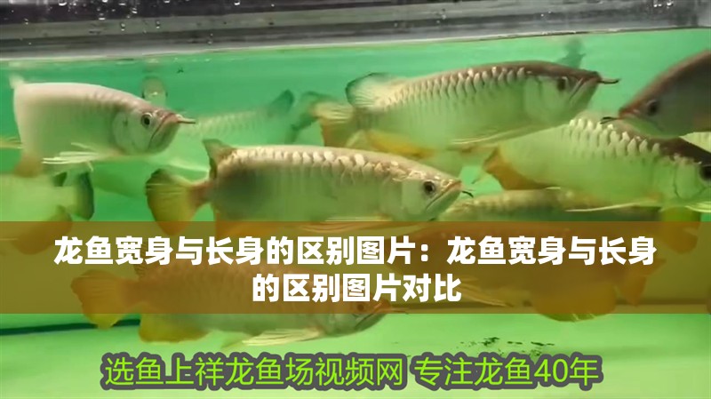 龍魚寬身與長身的區別圖片：龍魚寬身與長身的區別圖片對比