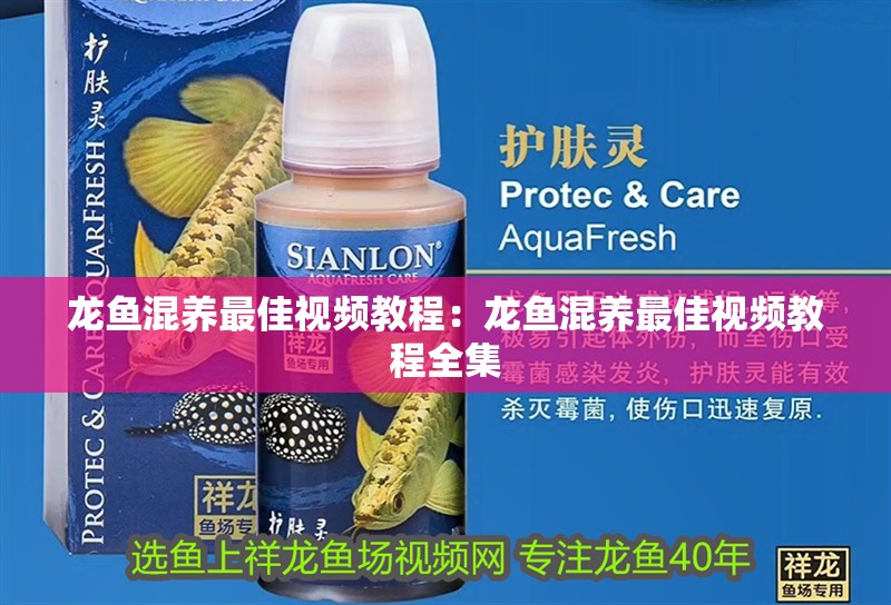 龍魚混養(yǎng)最佳視頻教程：龍魚混養(yǎng)最佳視頻教程全集