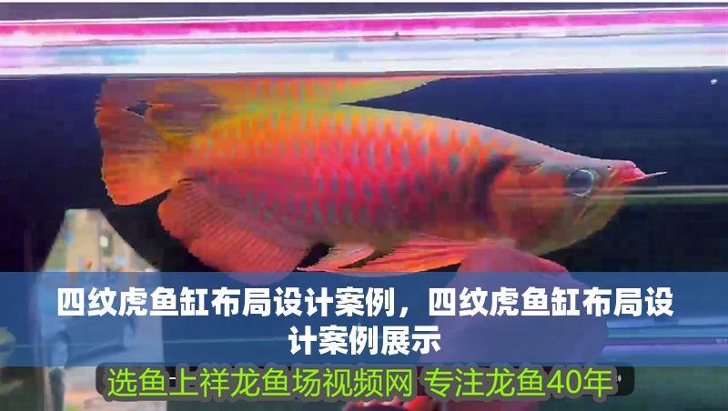 四紋虎魚缸布局設計案例，四紋虎魚缸布局設計案例展示