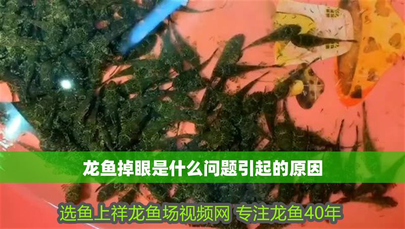 龍魚掉眼是什么問題引起的原因