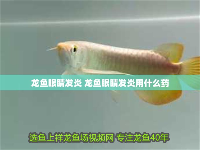 龍魚眼睛發炎 龍魚眼睛發炎用什么藥