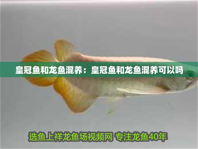皇冠魚和龍魚混養(yǎng):皇冠魚和龍魚混養(yǎng)可以嗎