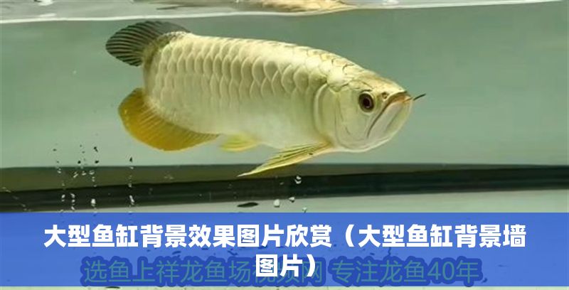 大型魚缸背景效果圖片欣賞（大型魚缸背景墻圖片）