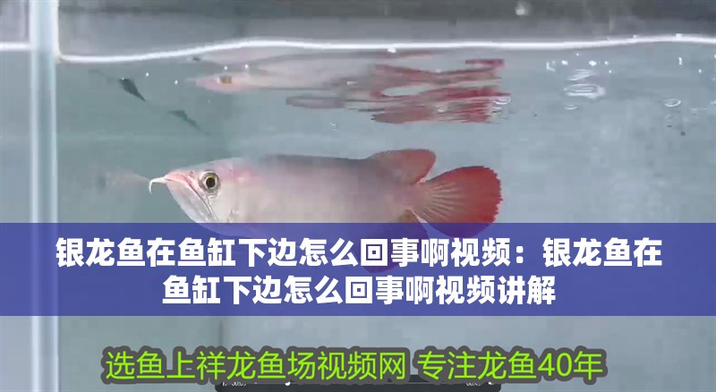 銀龍魚(yú)在魚(yú)缸下邊怎么回事啊視頻：銀龍魚(yú)在魚(yú)缸下邊怎么回事啊視頻講解 銀龍魚(yú)在魚(yú)缸下邊怎么回事啊視頻：銀龍魚(yú)在魚(yú)缸下邊怎么回事啊視頻講解 水族問(wèn)答