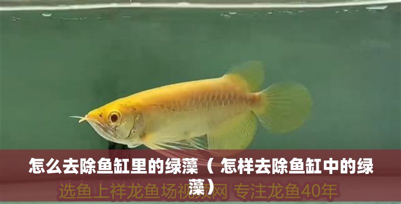怎么去除魚缸里的綠藻（ 怎樣去除魚缸中的綠藻）
