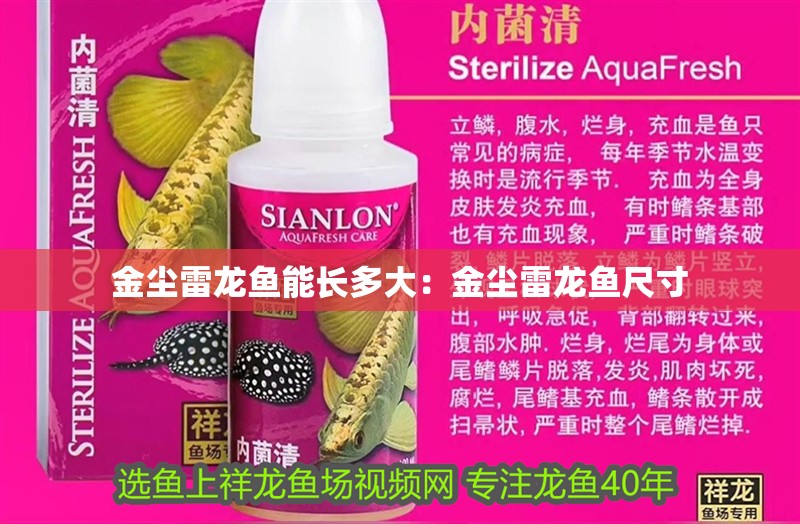 金塵雷龍魚能長多大：金塵雷龍魚尺寸