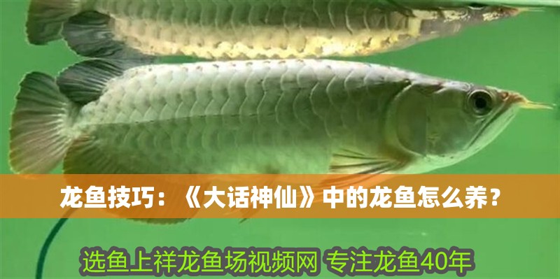 龍魚技巧：《大話神仙》中的龍魚怎么養(yǎng)？