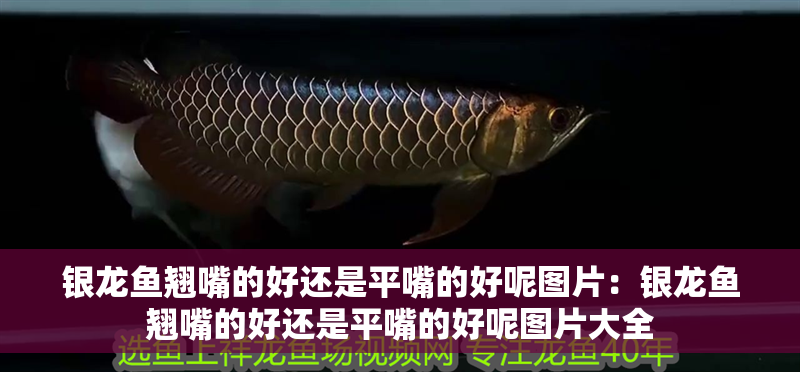 銀龍魚翹嘴的好還是平嘴的好呢圖片：銀龍魚翹嘴的好還是平嘴的好呢圖片大全