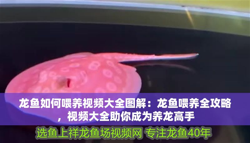 龍魚如何喂養視頻大全圖解：龍魚喂養全攻略，視頻大全助你成為養龍高手