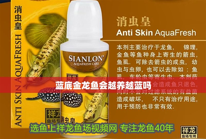 藍(lán)底金龍魚會越養(yǎng)越藍(lán)嗎