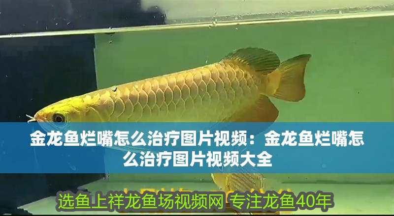 金龍魚爛嘴怎么治療圖片視頻：金龍魚爛嘴怎么治療圖片視頻大全