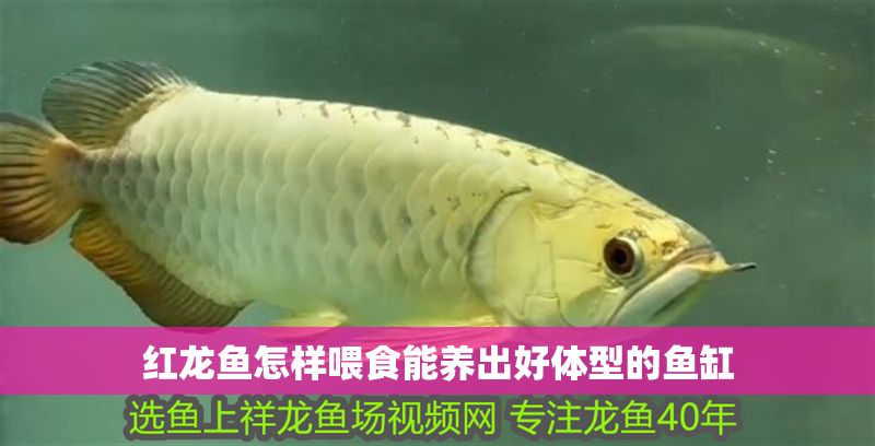 紅龍魚怎樣喂食能養出好體型的魚缸
